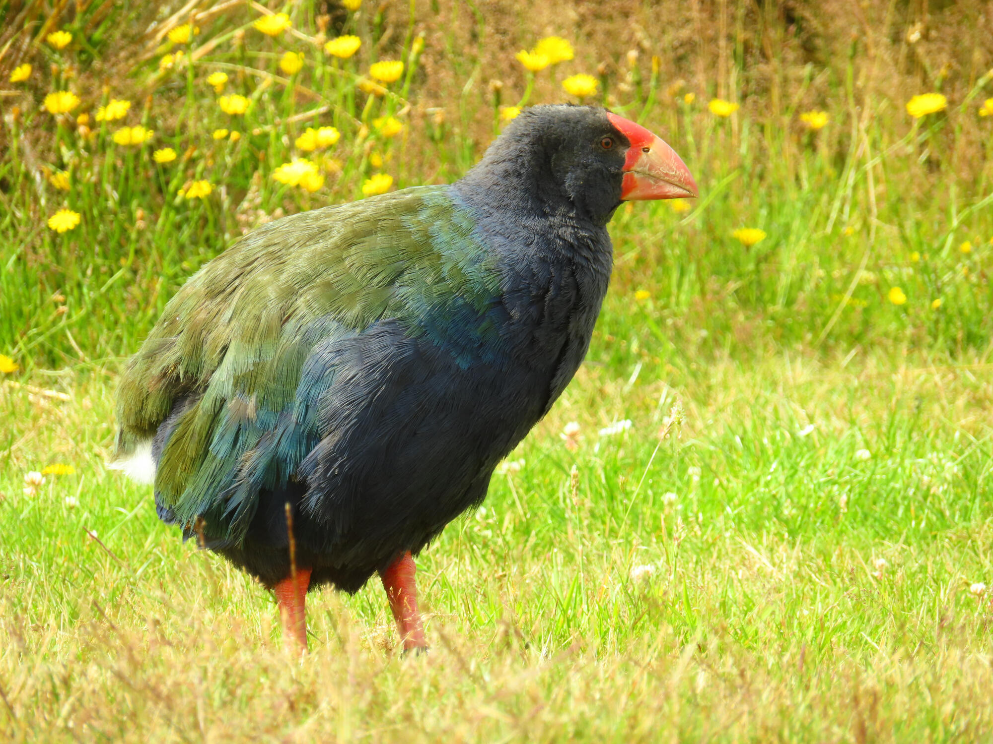 Endangered Takahe, New Zealand 2026