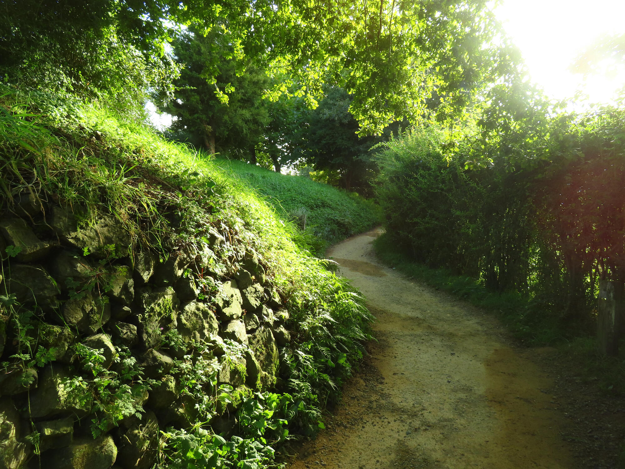 Hobbiton Path, Matamata, NZ 2026