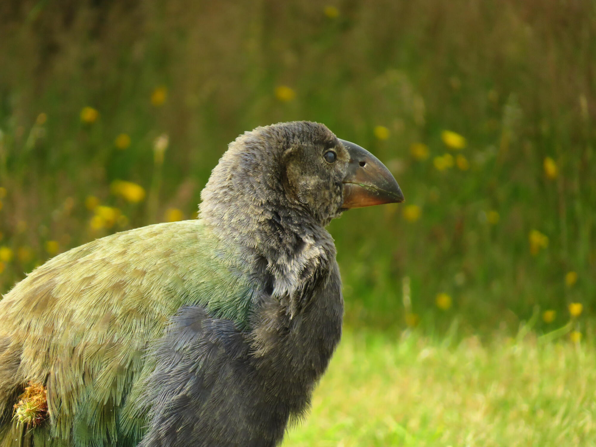 Endangered Takahe Chick, New Zealand 2026