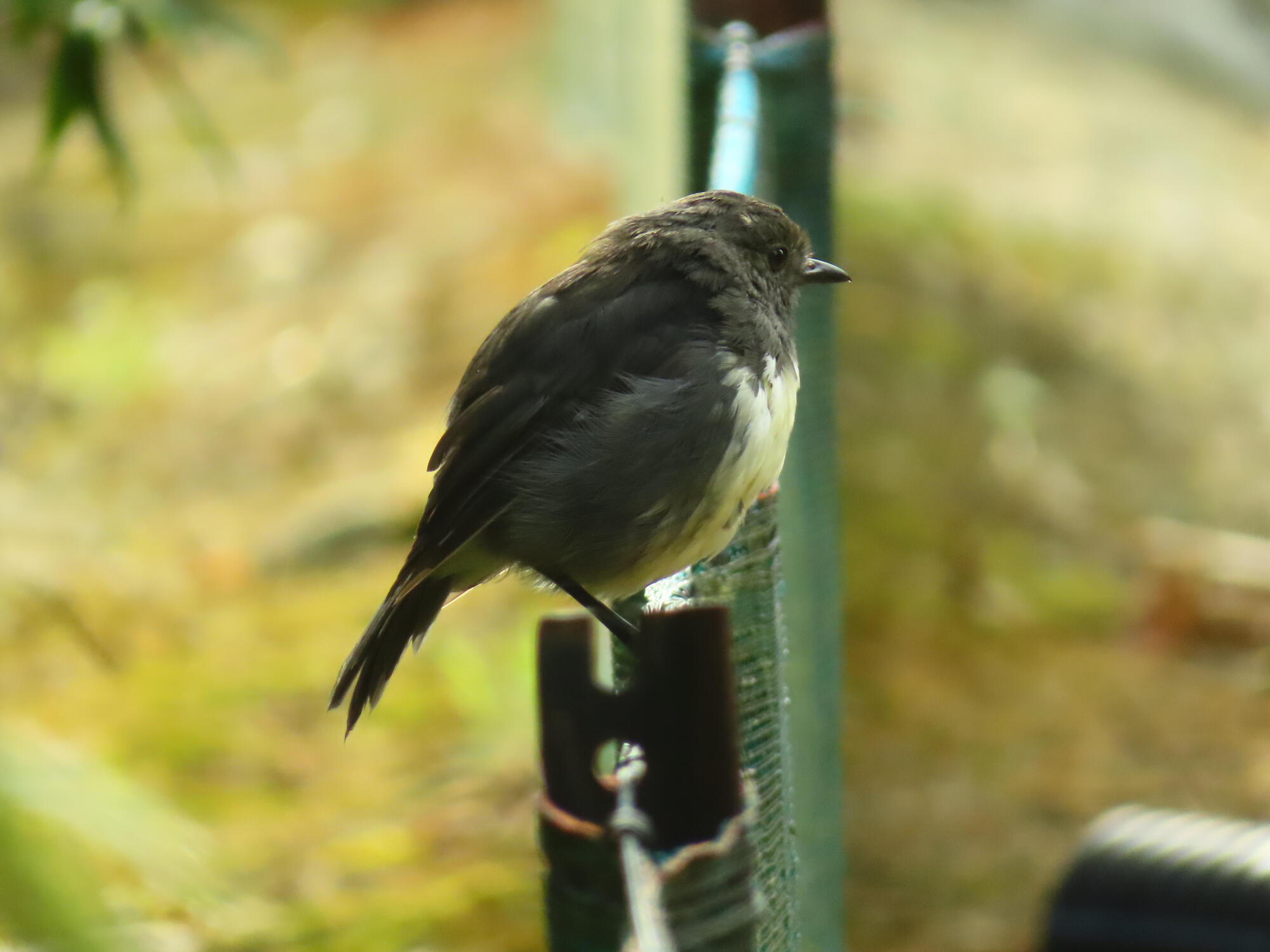 Kakaruai (South Island Robin), New Zealand 2026