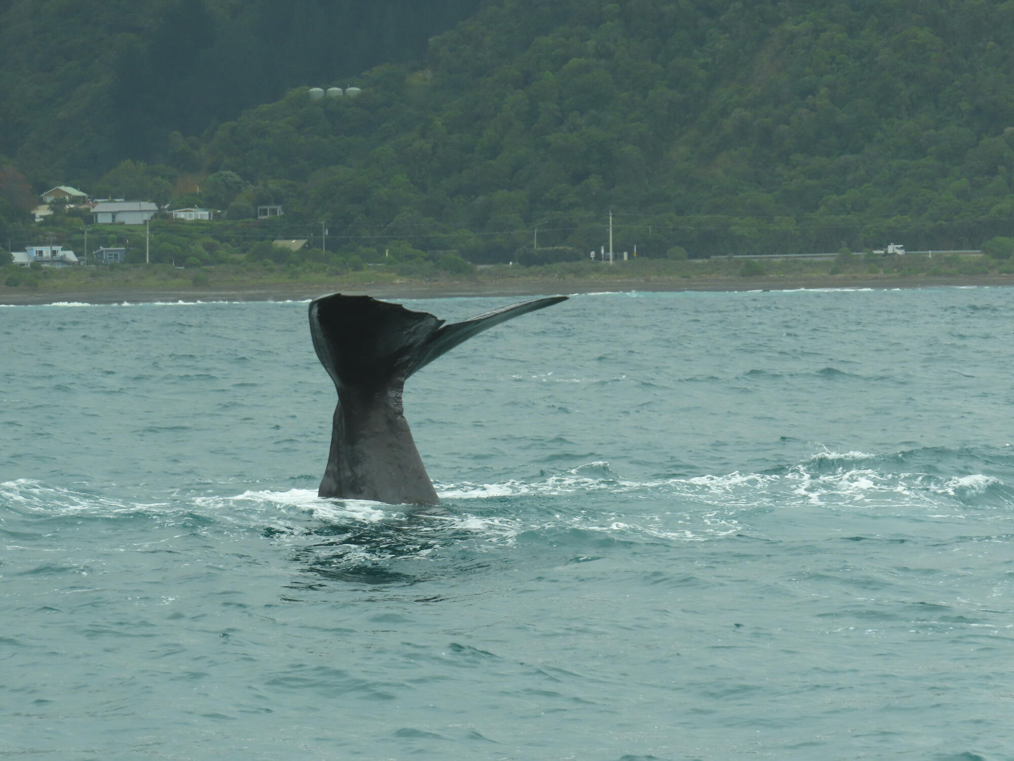 Sperm whale diving in Kaikoura, NZ 2026