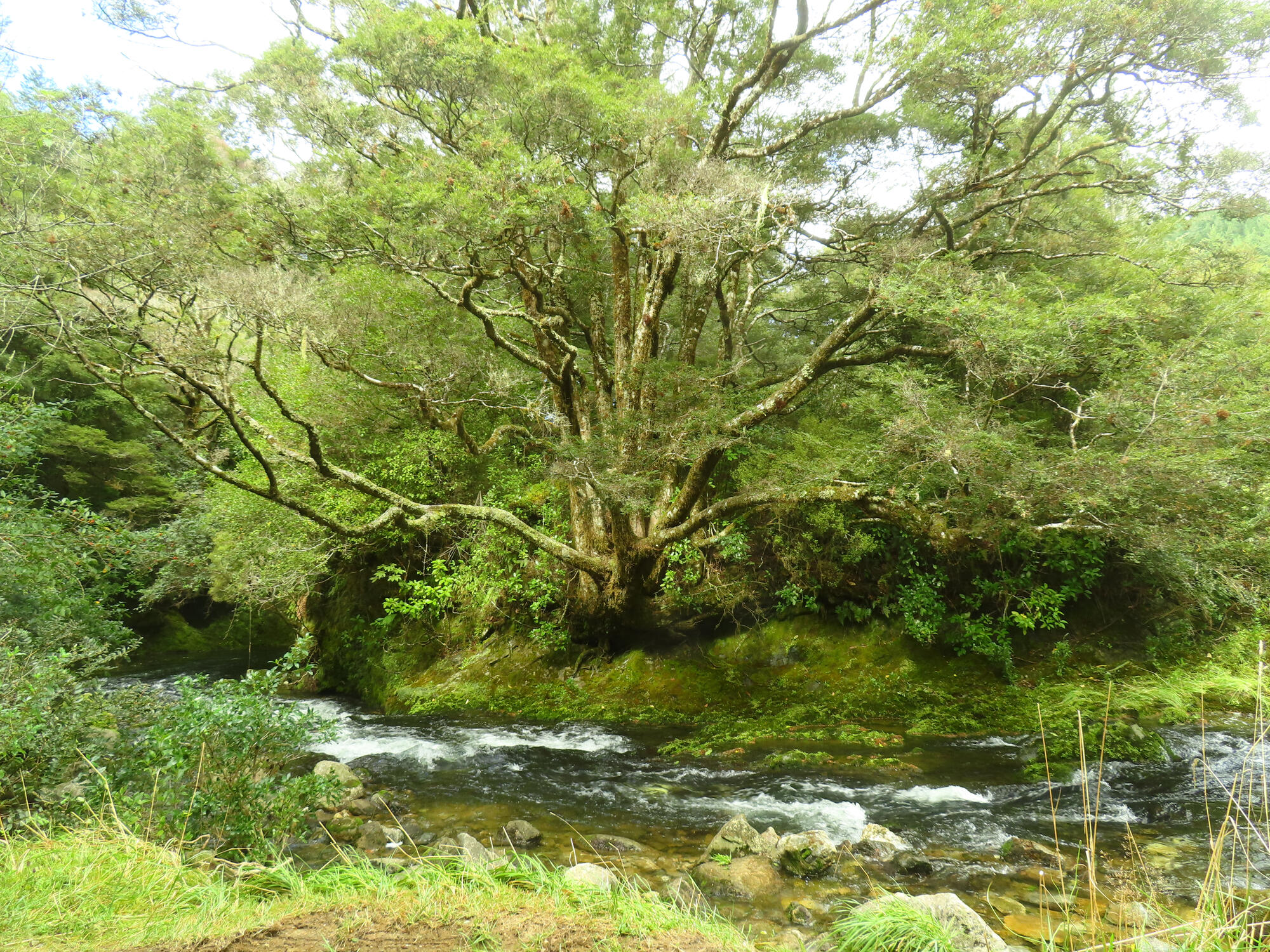 A tree over Riuwaka River in Riwaka, NZ 2026