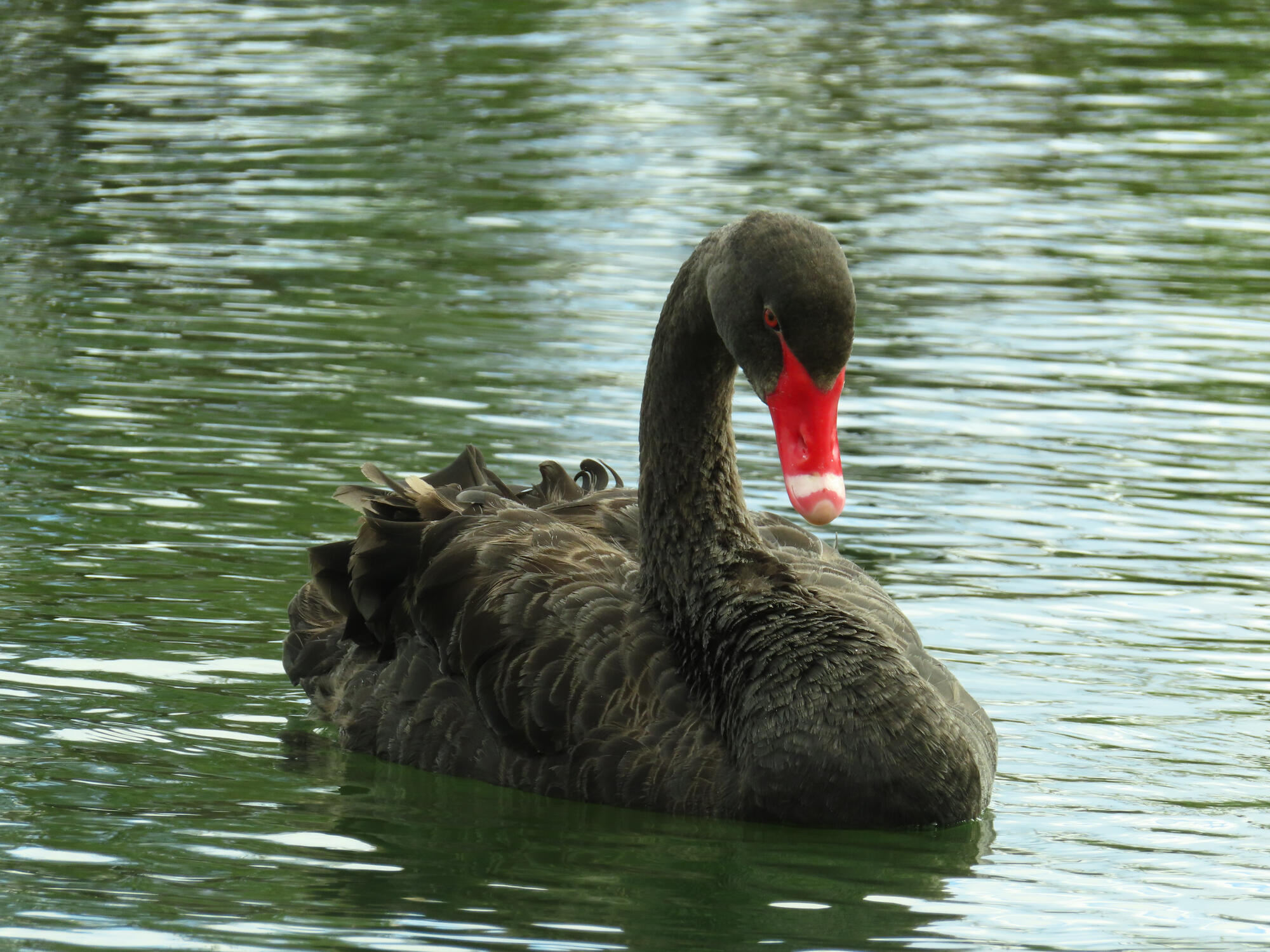 Black Swan, Wellington, NZ 2026