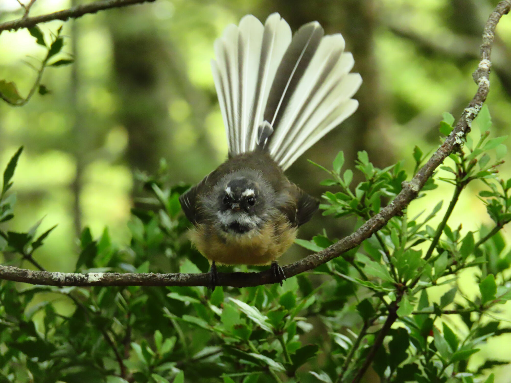 Piwakawaka (Fantail), New Zealand 2026