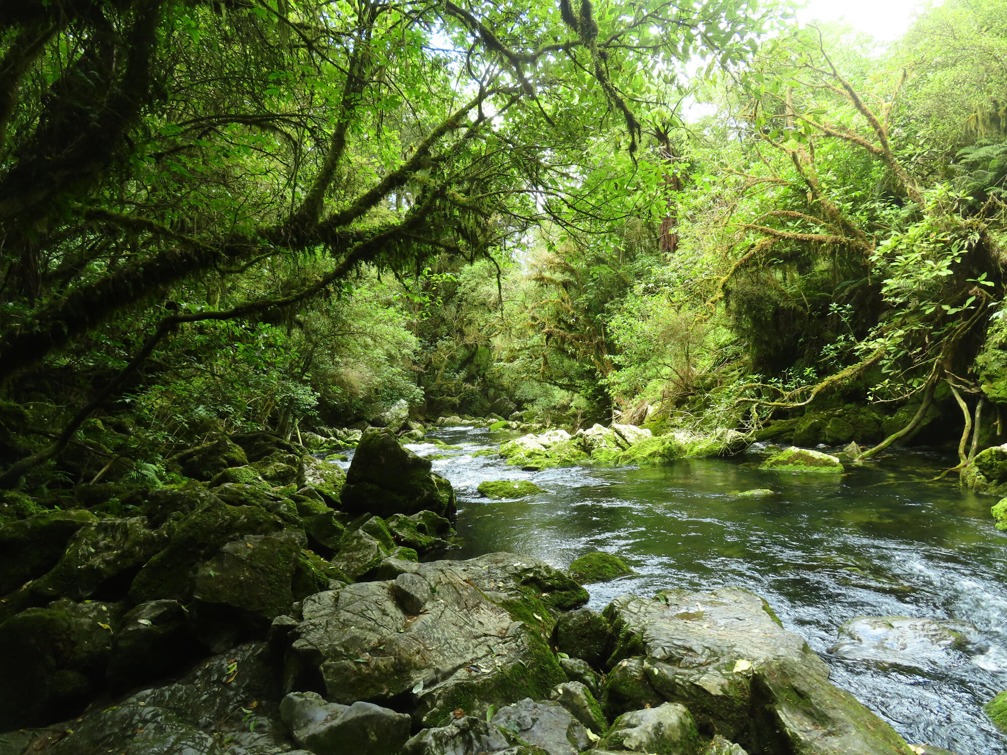 A scene from Riuwaka river in Riwaka, NZ 2026