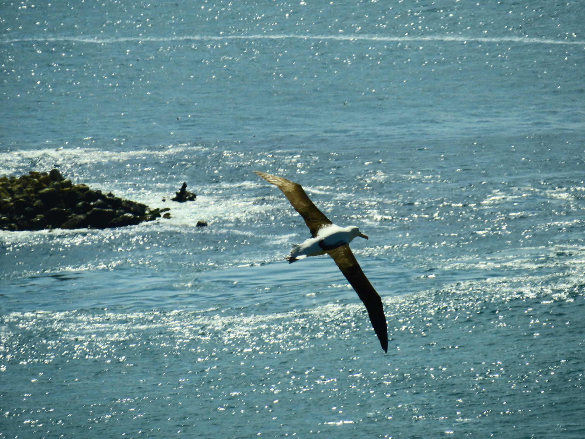 Flying Northern Royal Albatross, New Zealand 2026