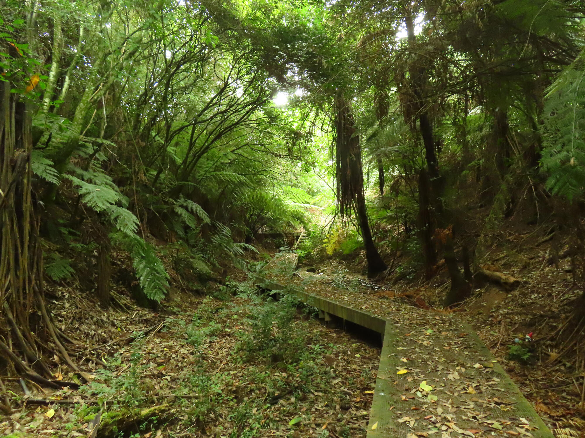 Another view of a private gully walkway near Hamilton, NZ 2026