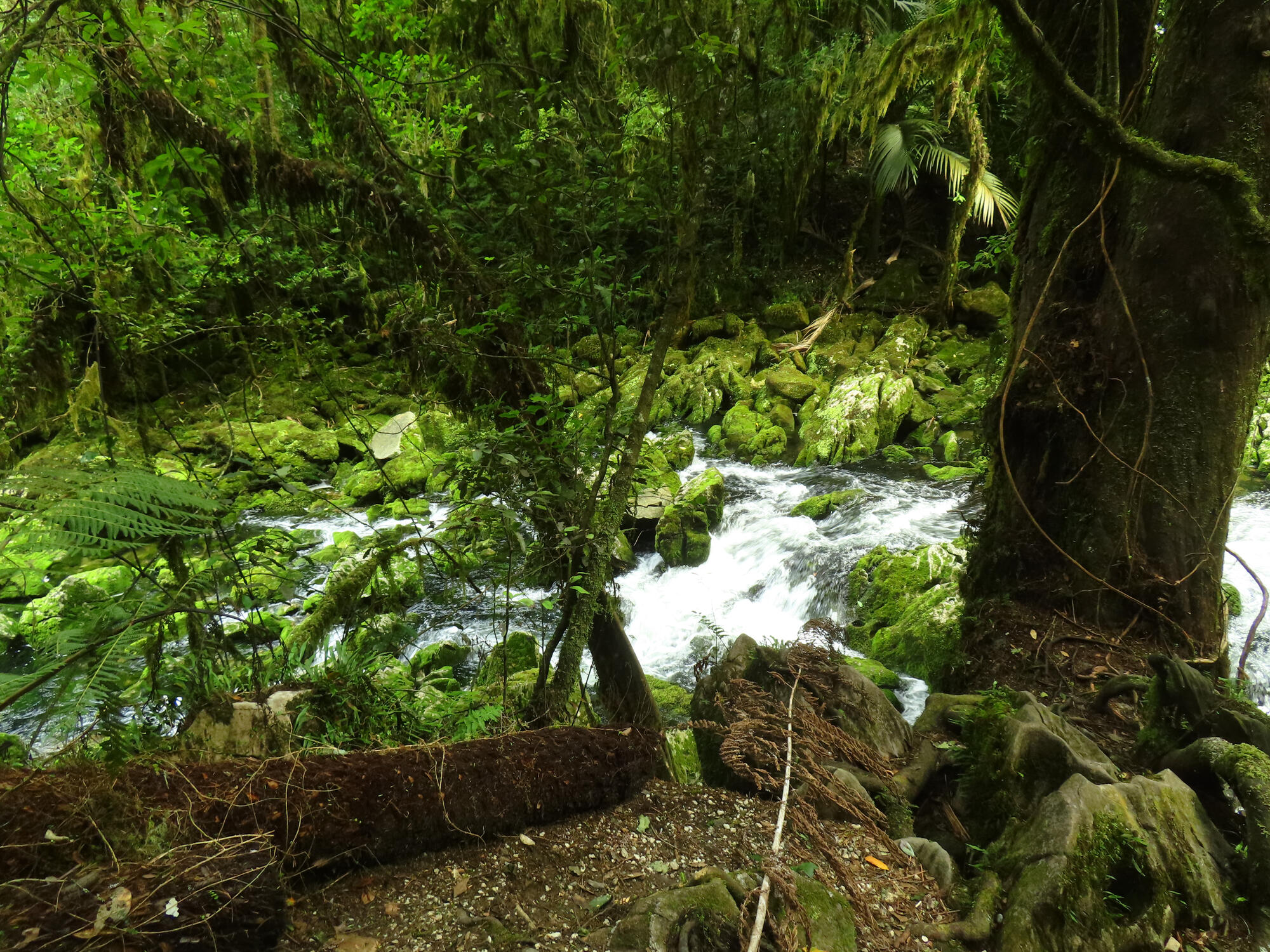 Another scene from Riuwaka River in Riwaka, NZ 2026