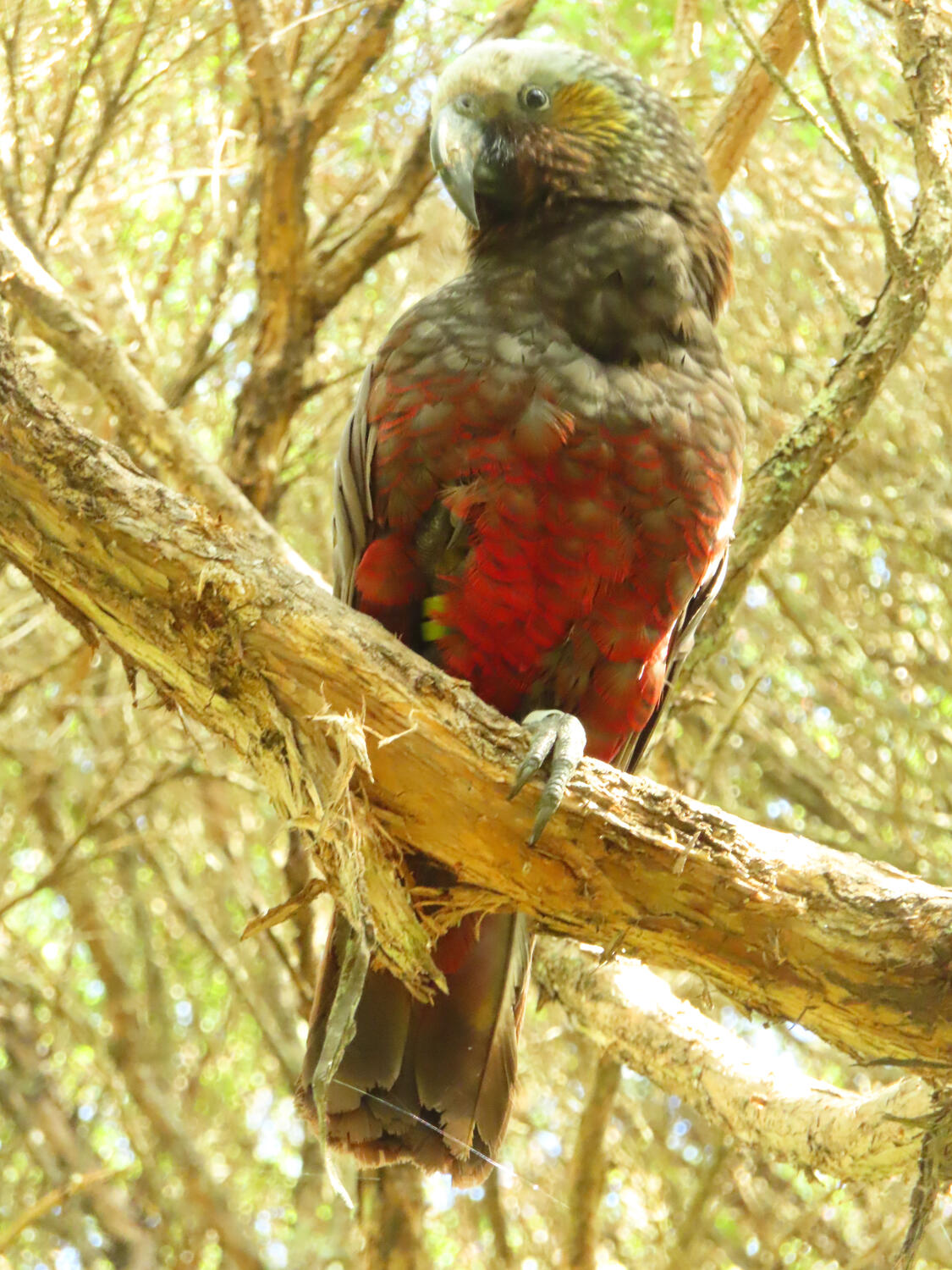 Kaka, Orokonui Ecosanctuary, New Zealand 2026