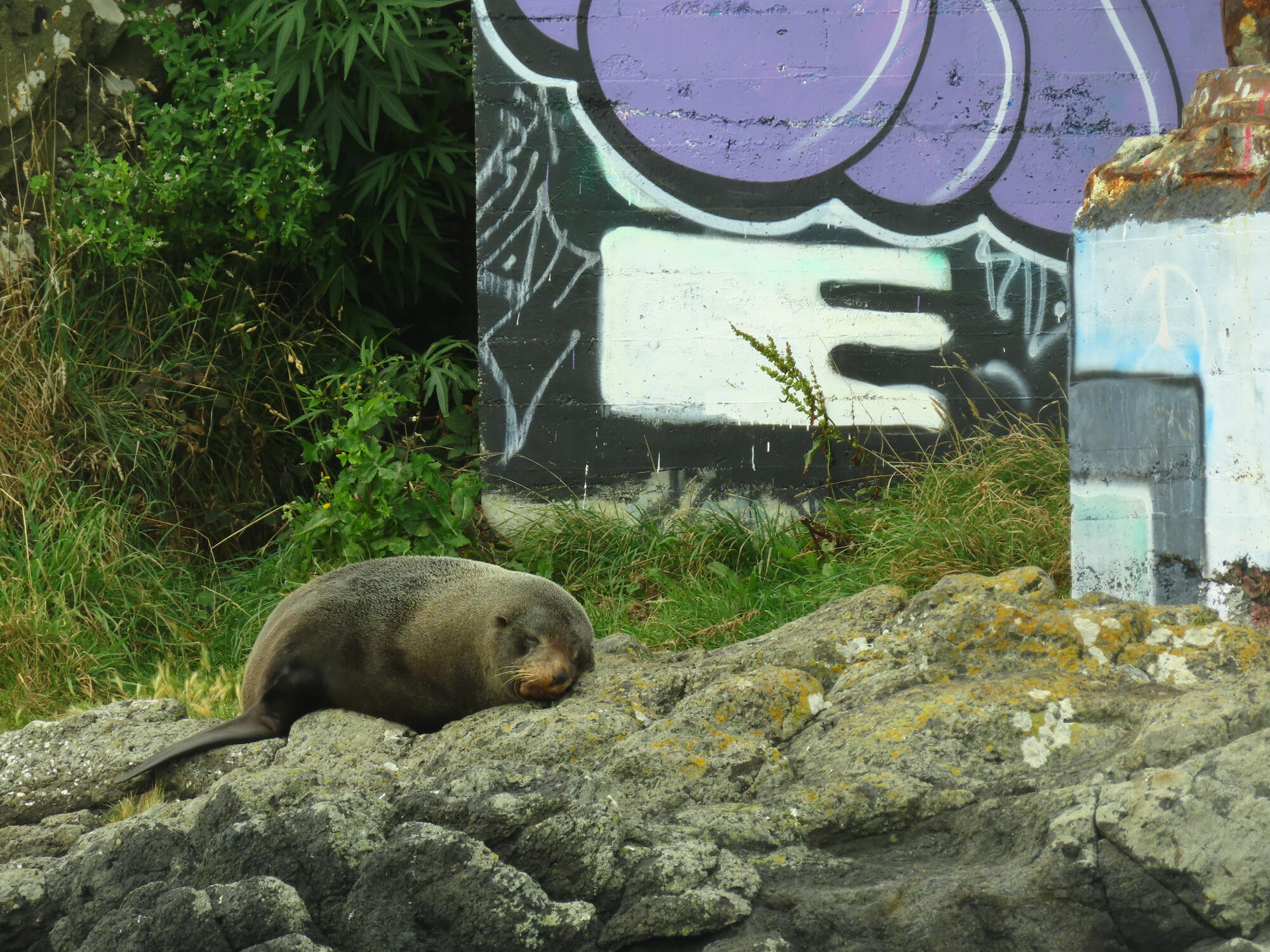 Fur seal sleeping next to a graffitied wall in Dunedin, NZ 2026