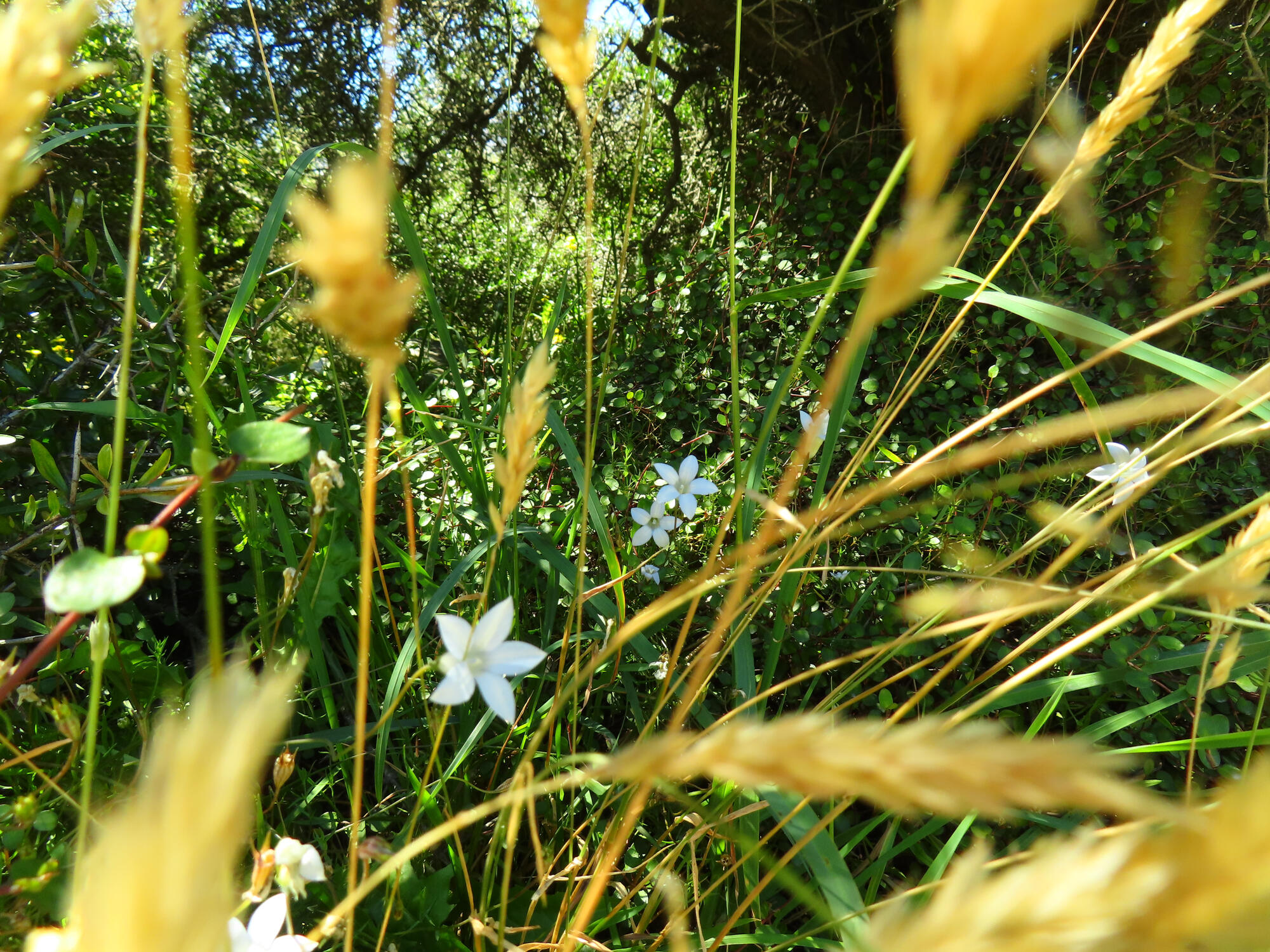 Wheat and Flower, New Zealand, 2026