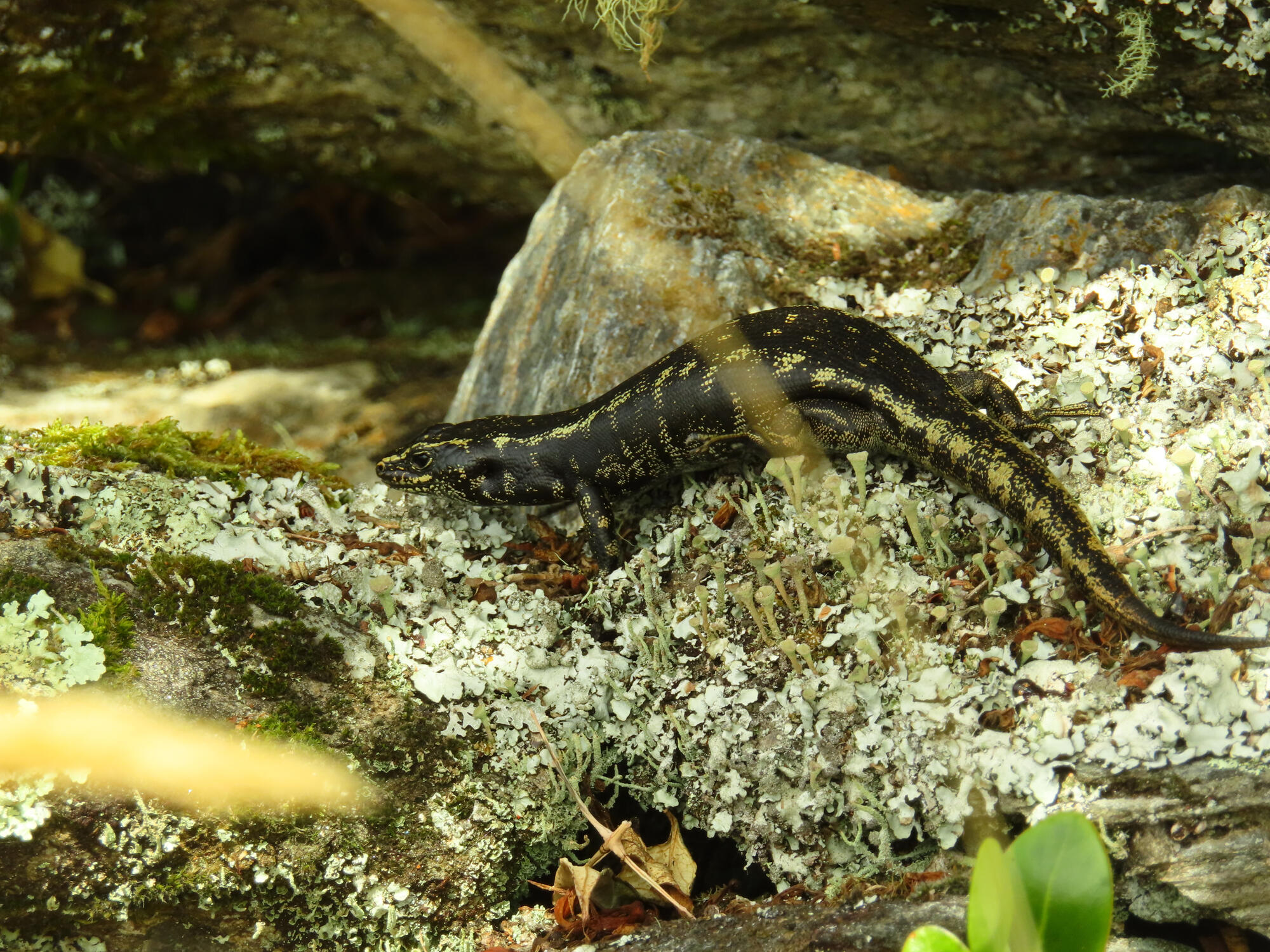 Endangered Skink, New Zealand 2026