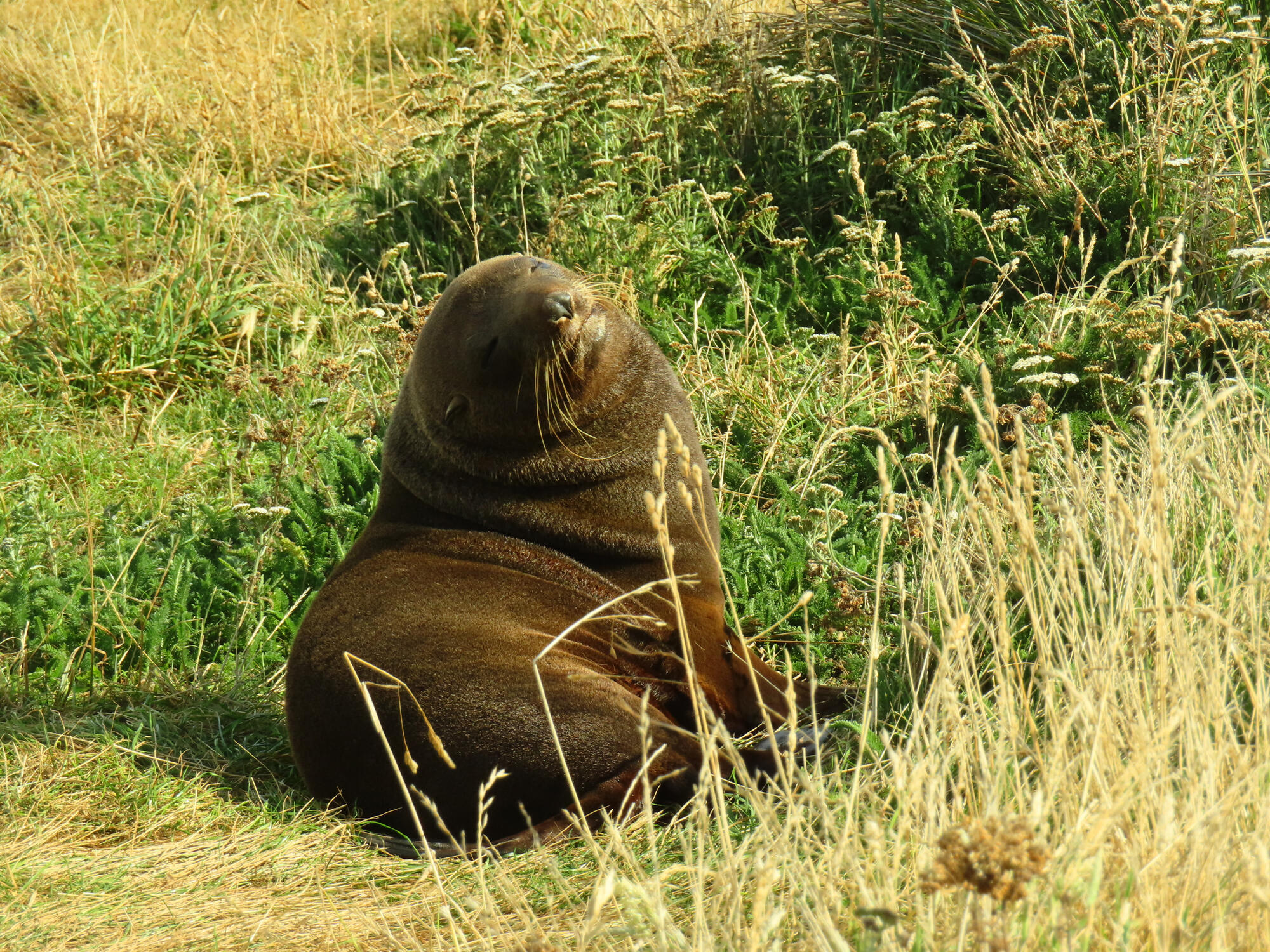 Kekeno (Fur Seal), New Zealand 2026
