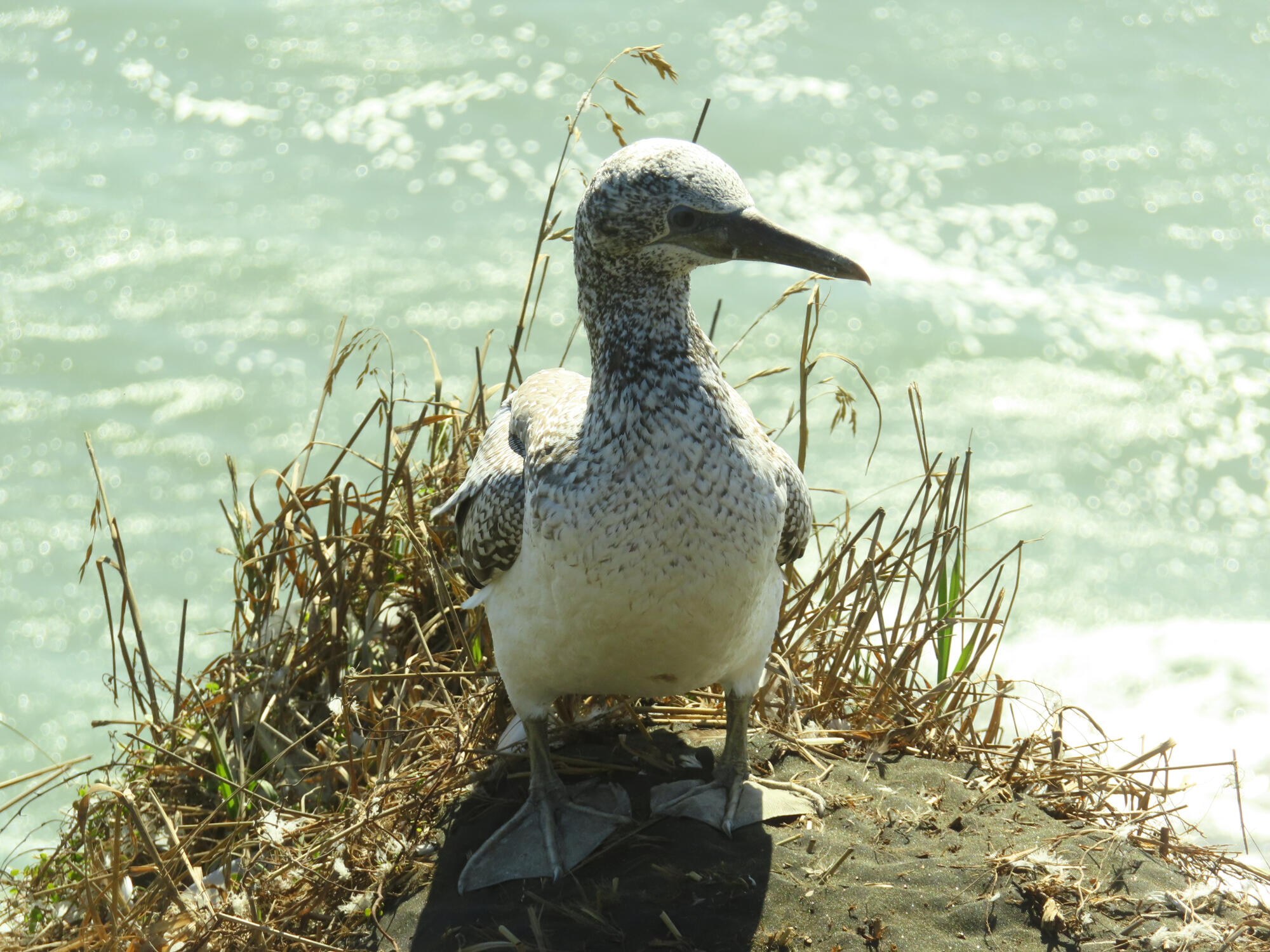 A juvenile gannet in Muriwai, NZ 2026