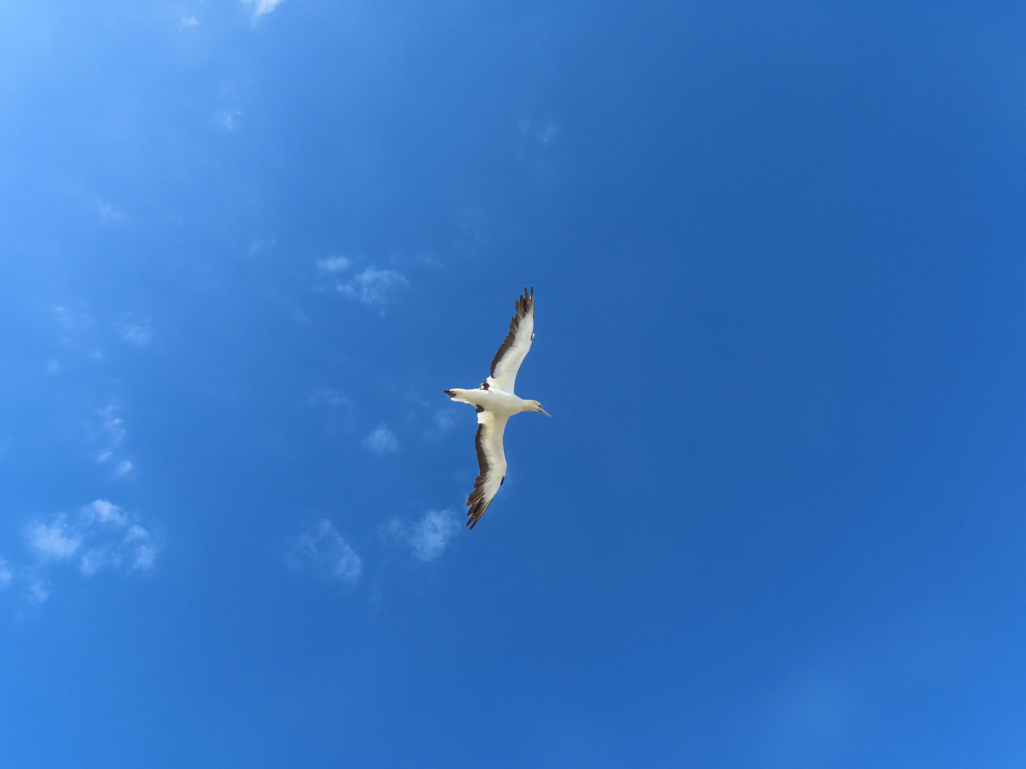 A flying gannet in Muriwai, NZ 2026