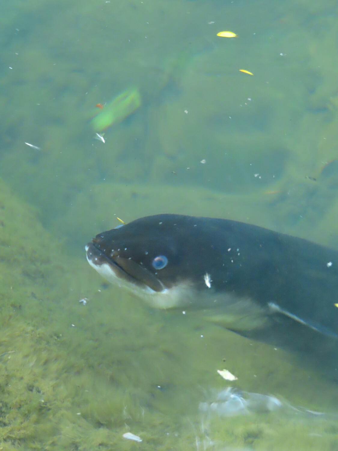 A blue-eyed eel near Karekare Falls in Karekare, NZ 2026