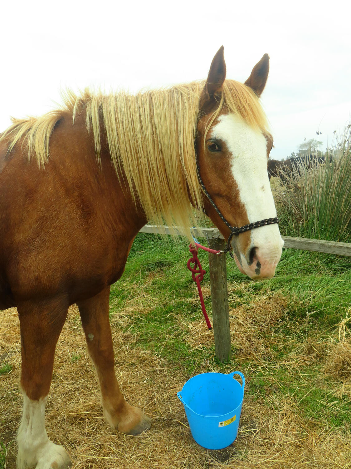 Hungry Rimu the horse stands with an empty hay bucket after a trek in Spencerville, NZ 2026