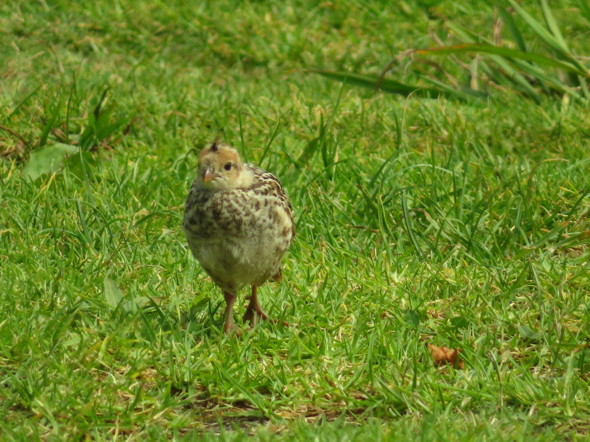 A California Quail Chick at Uretiti Beach in Waipu, NZ 2026