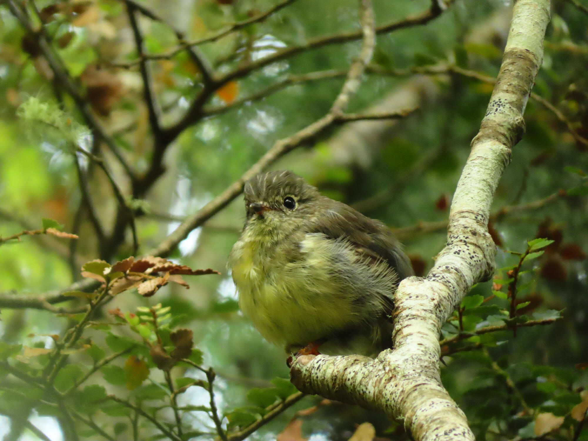 Forest Bird, New Zealand 2026