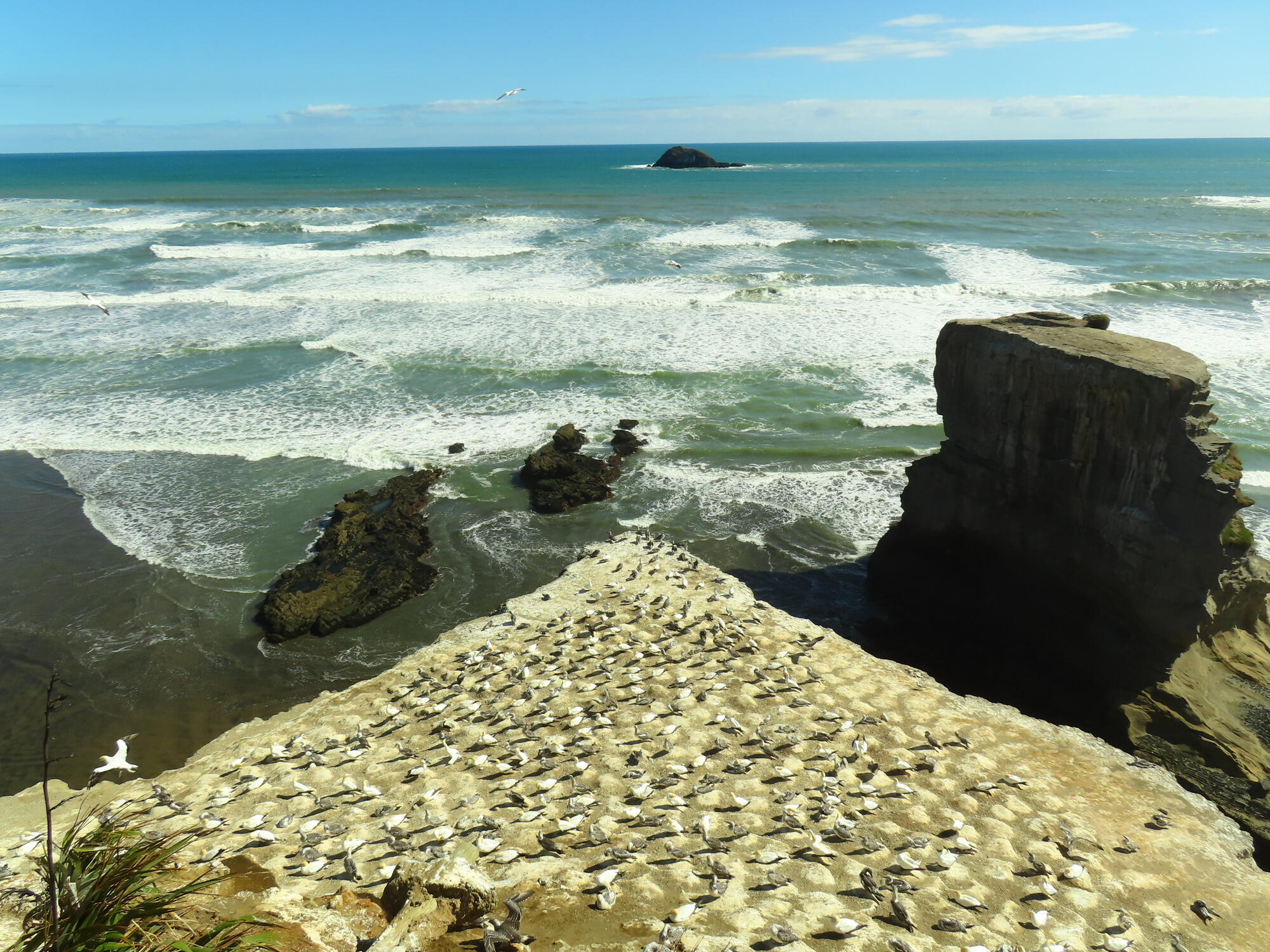 Muriwai Gannet Rock Beach in Muriwai, NZ 2026