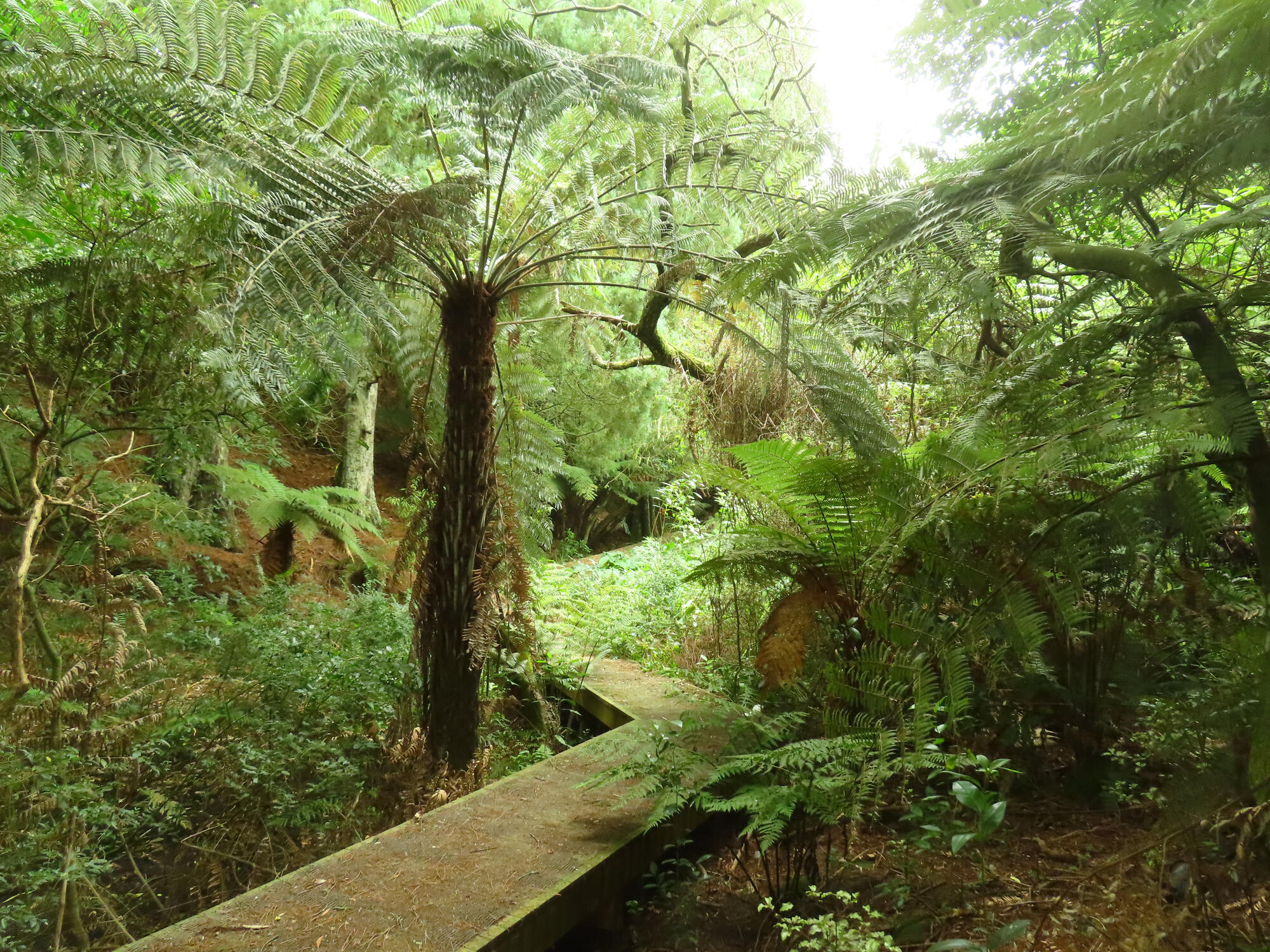 A private gully walkway near Hamilton, NZ 2026