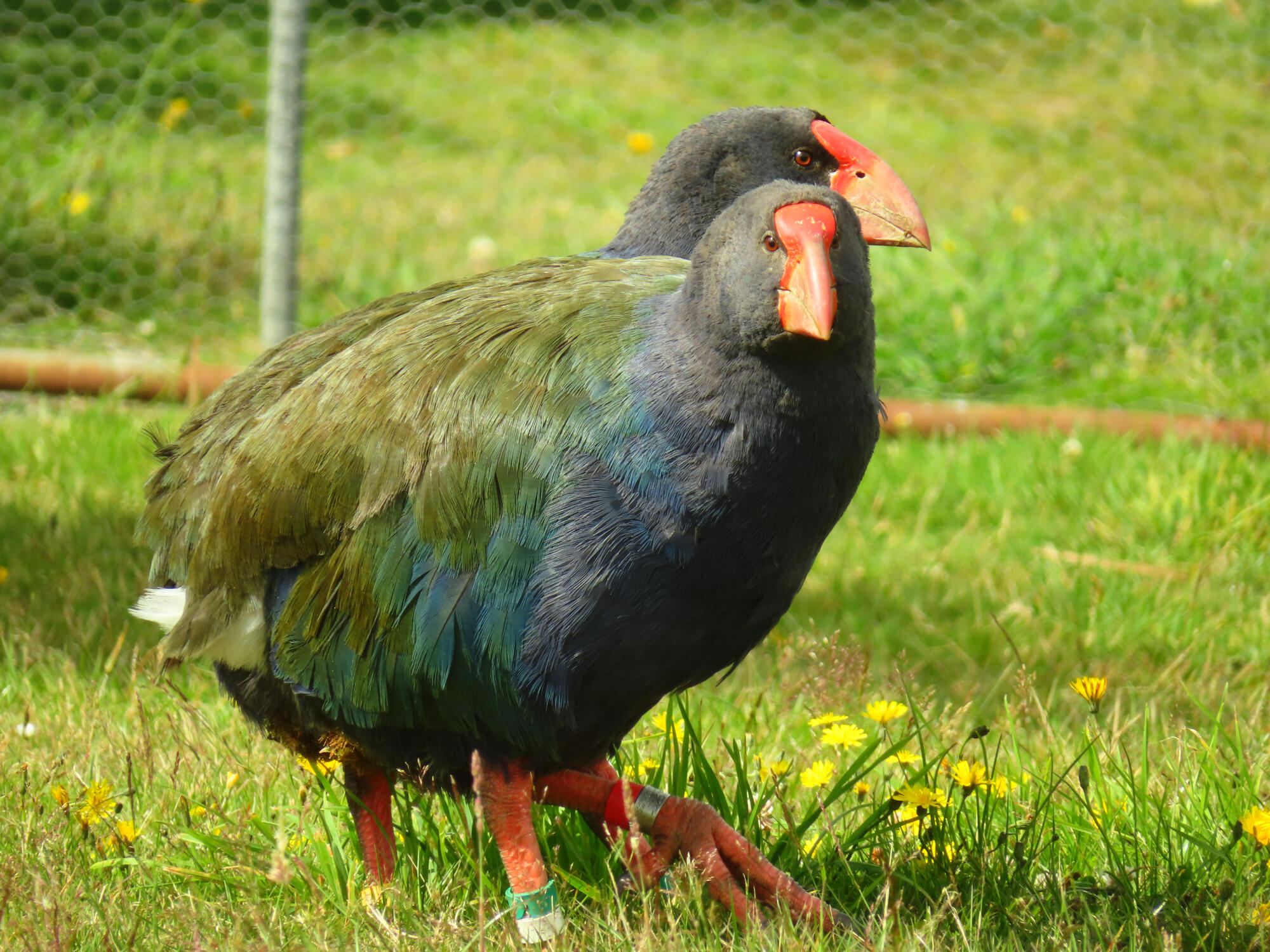 Endangered Takahe Pair, New Zealand 2026