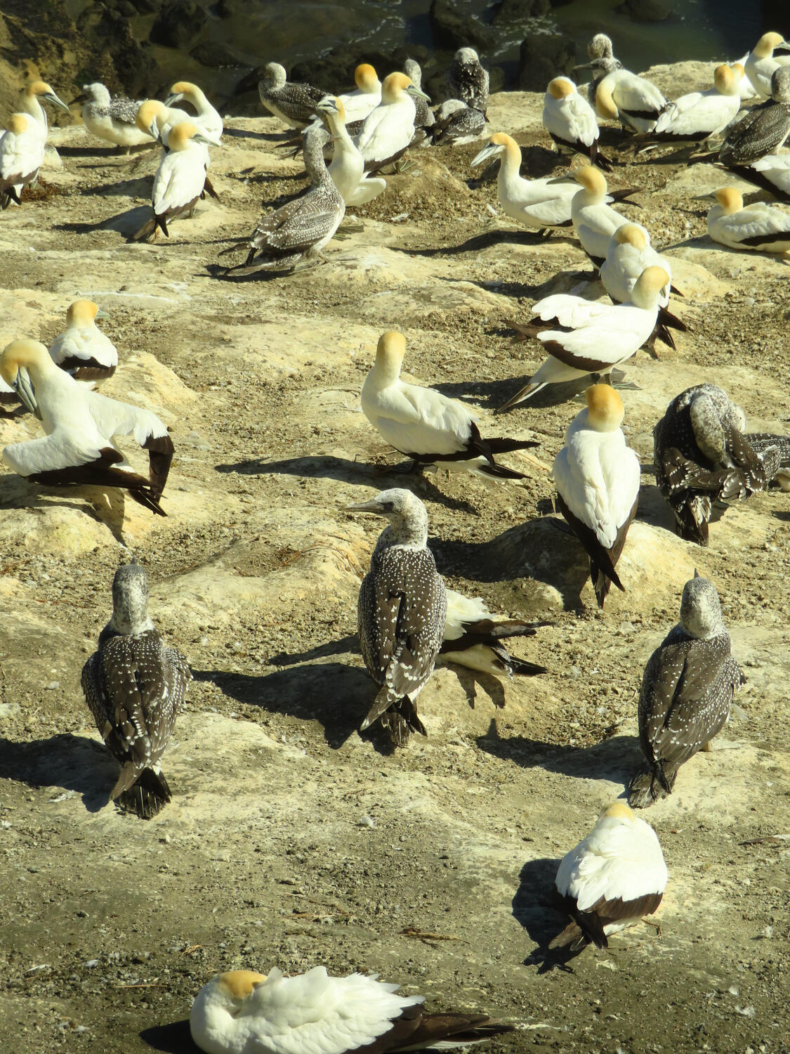 A colony of nesting gannets in Muriwai, NZ 2026