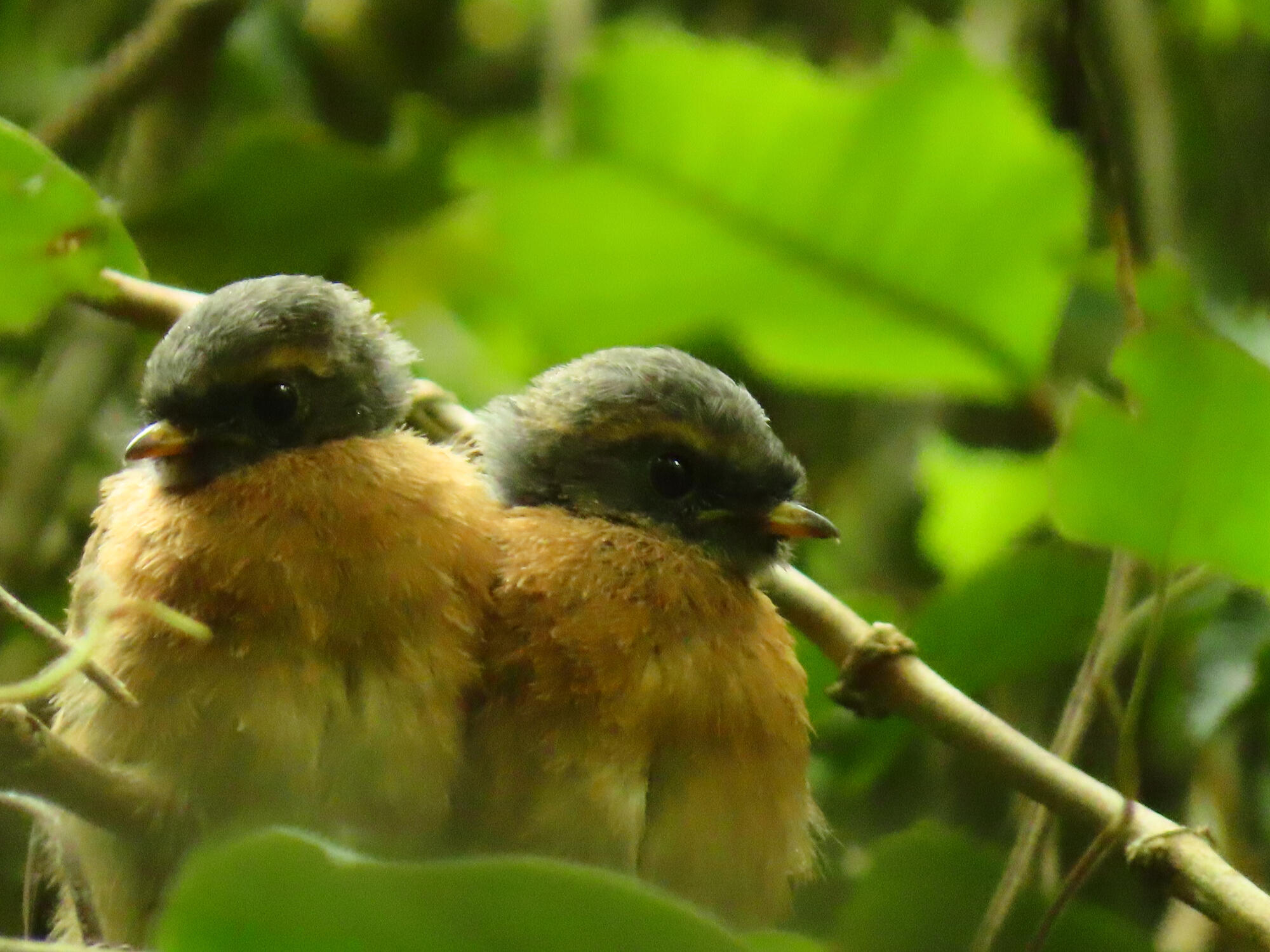 Baby Piwakwaka (Fantail), New Zealand 2026