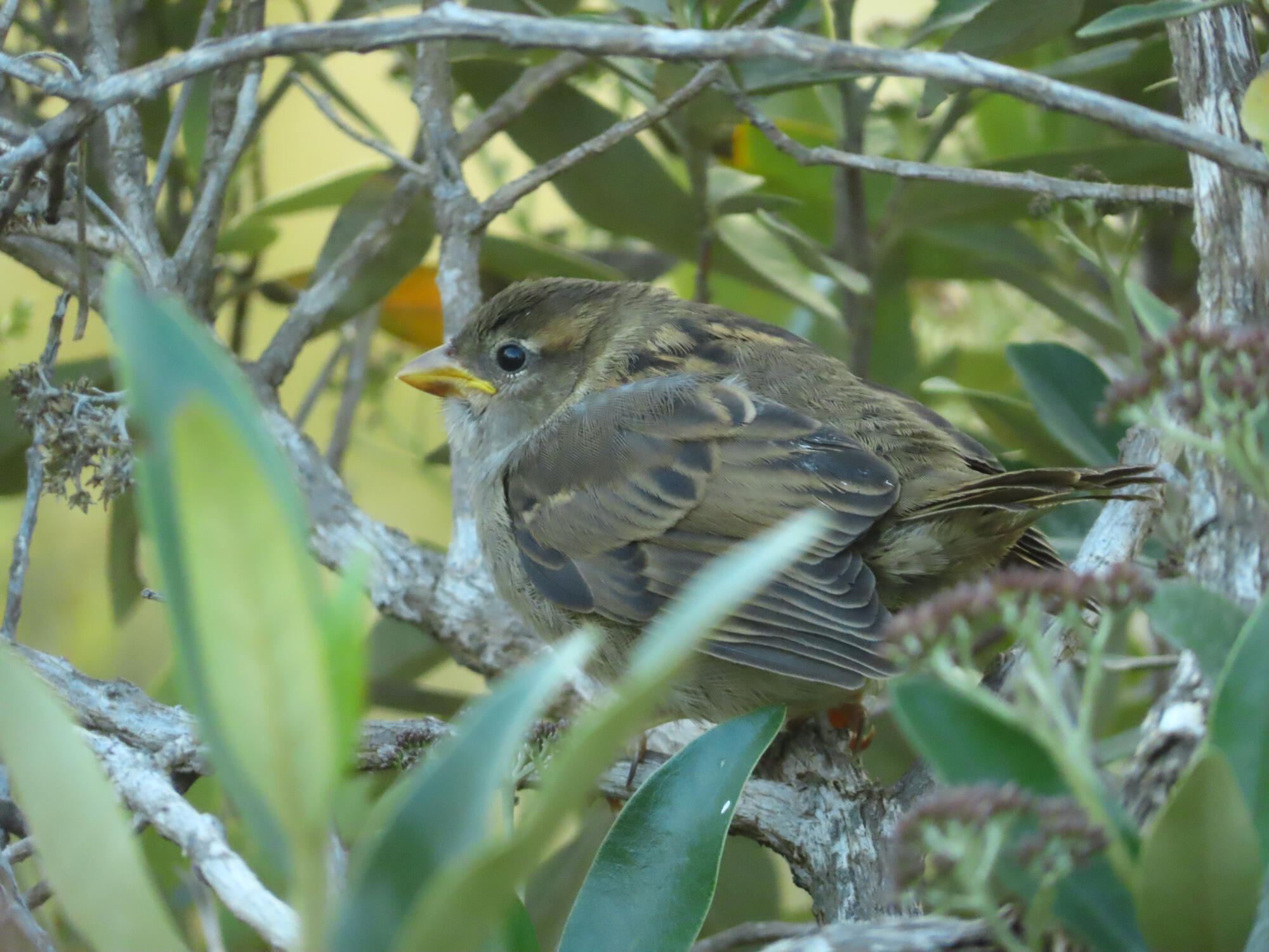 Chunky House Sparrow, New Zealand, 2026