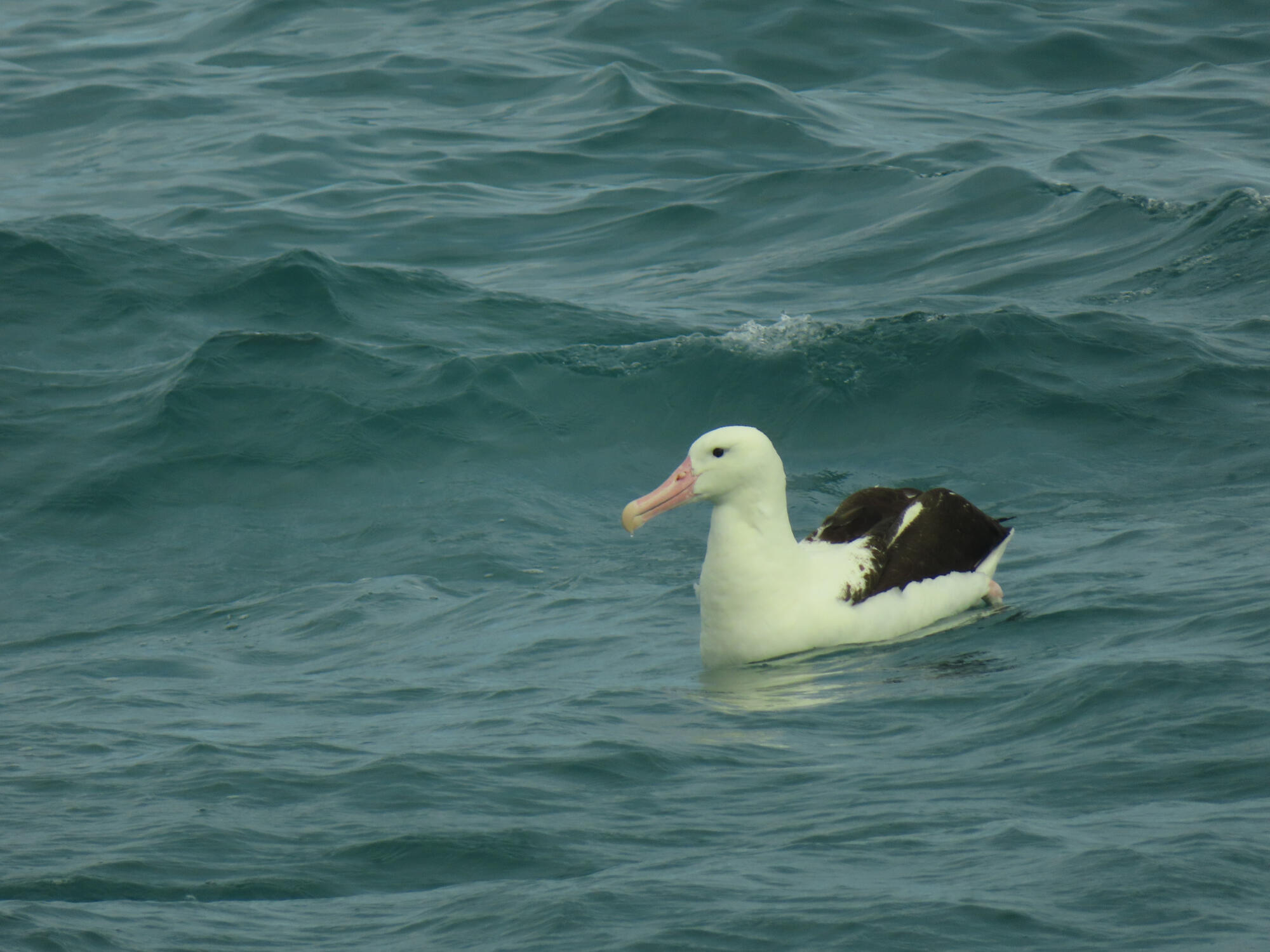 A Southern Royal Albatross floating in the sea in Dunedin, NZ 2026