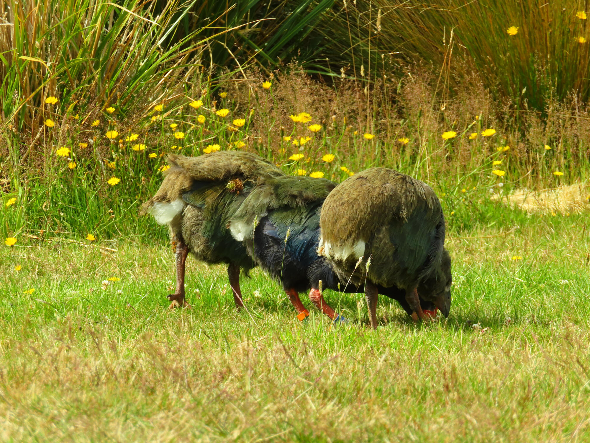 Endangered Takahe Bums, New Zealand 2026