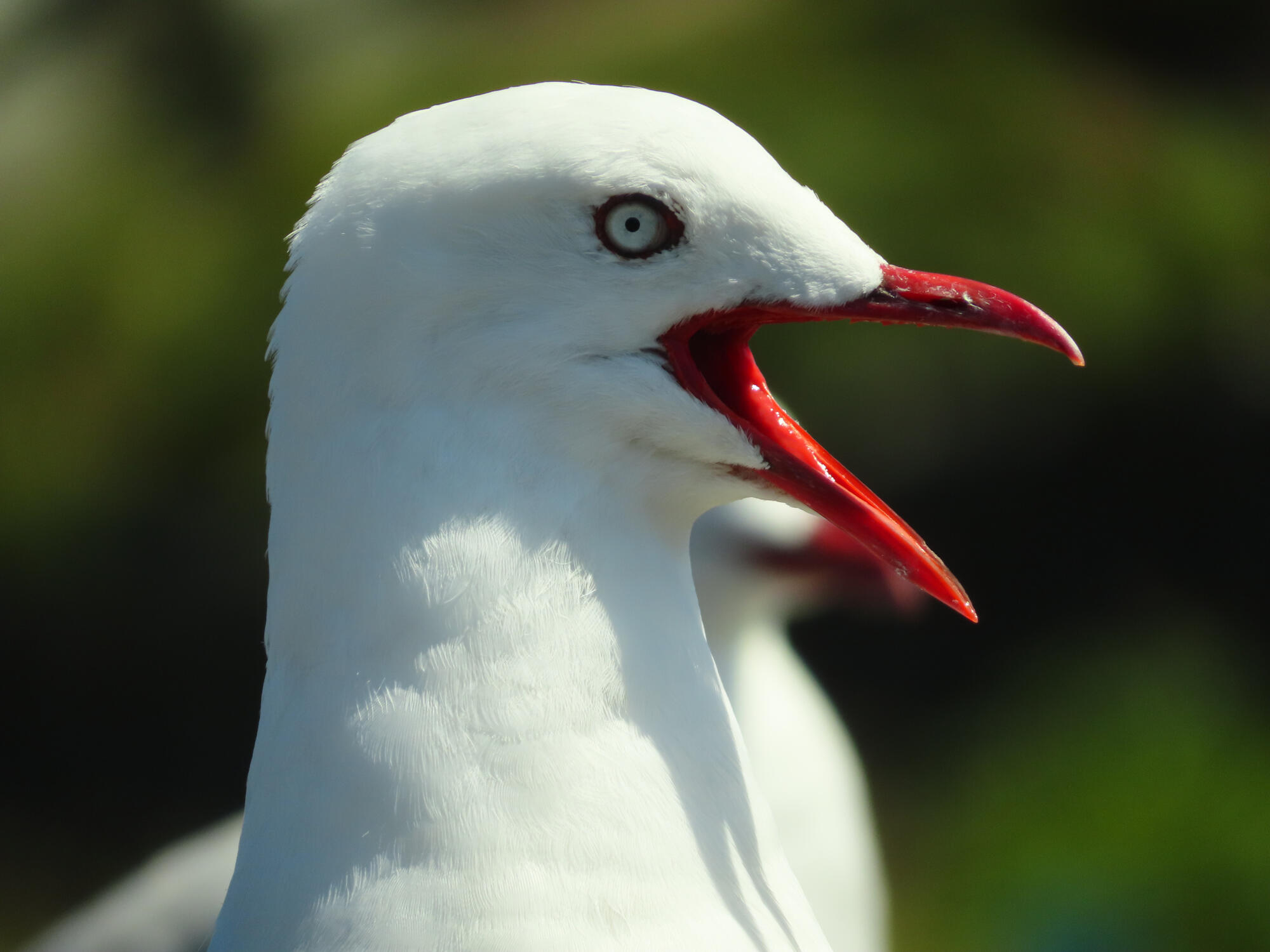 Squawking Tarapunga (Red-Billed Gull), New Zealand 2026