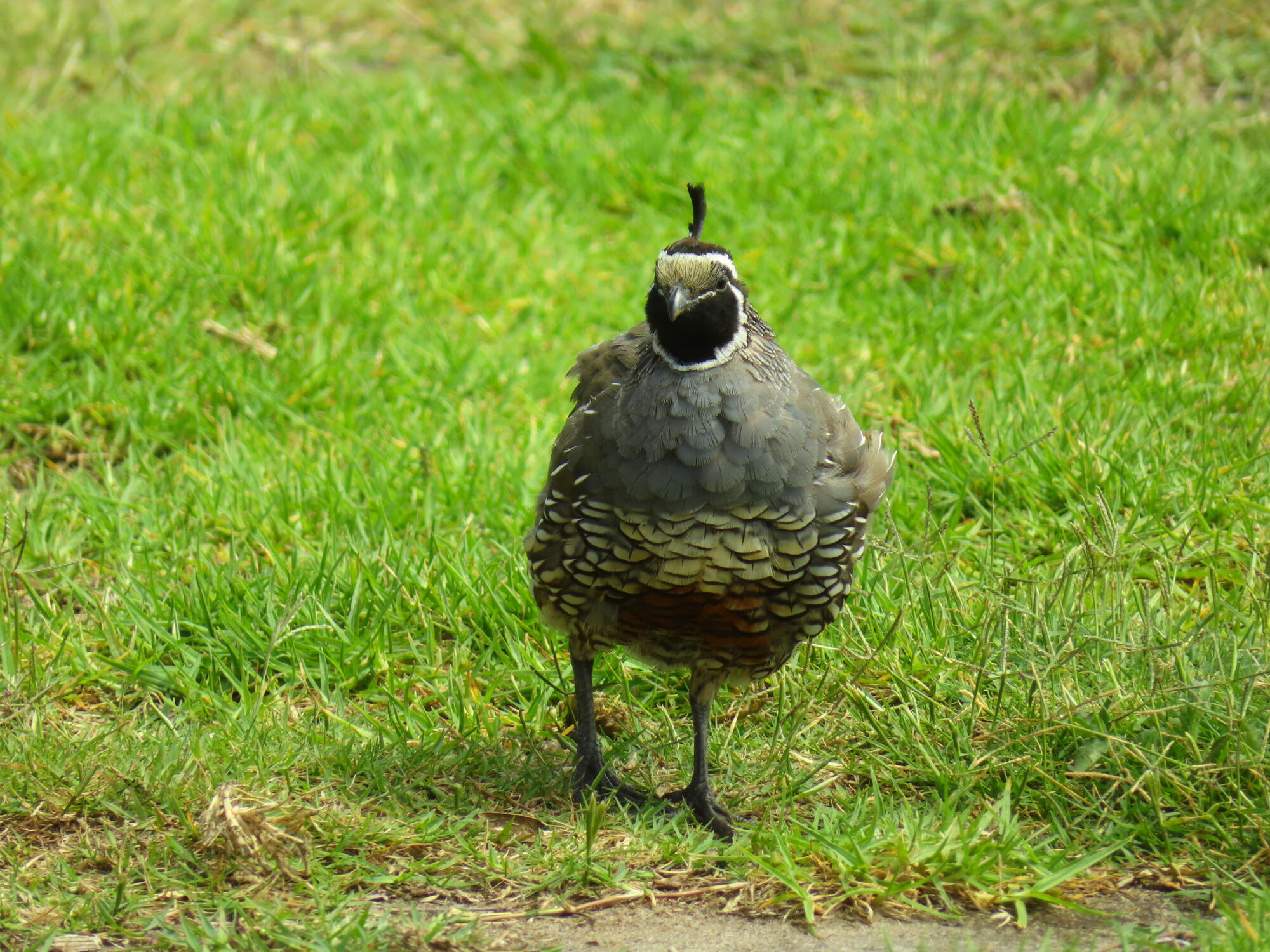 A California Quail in Waipu, NZ 2026