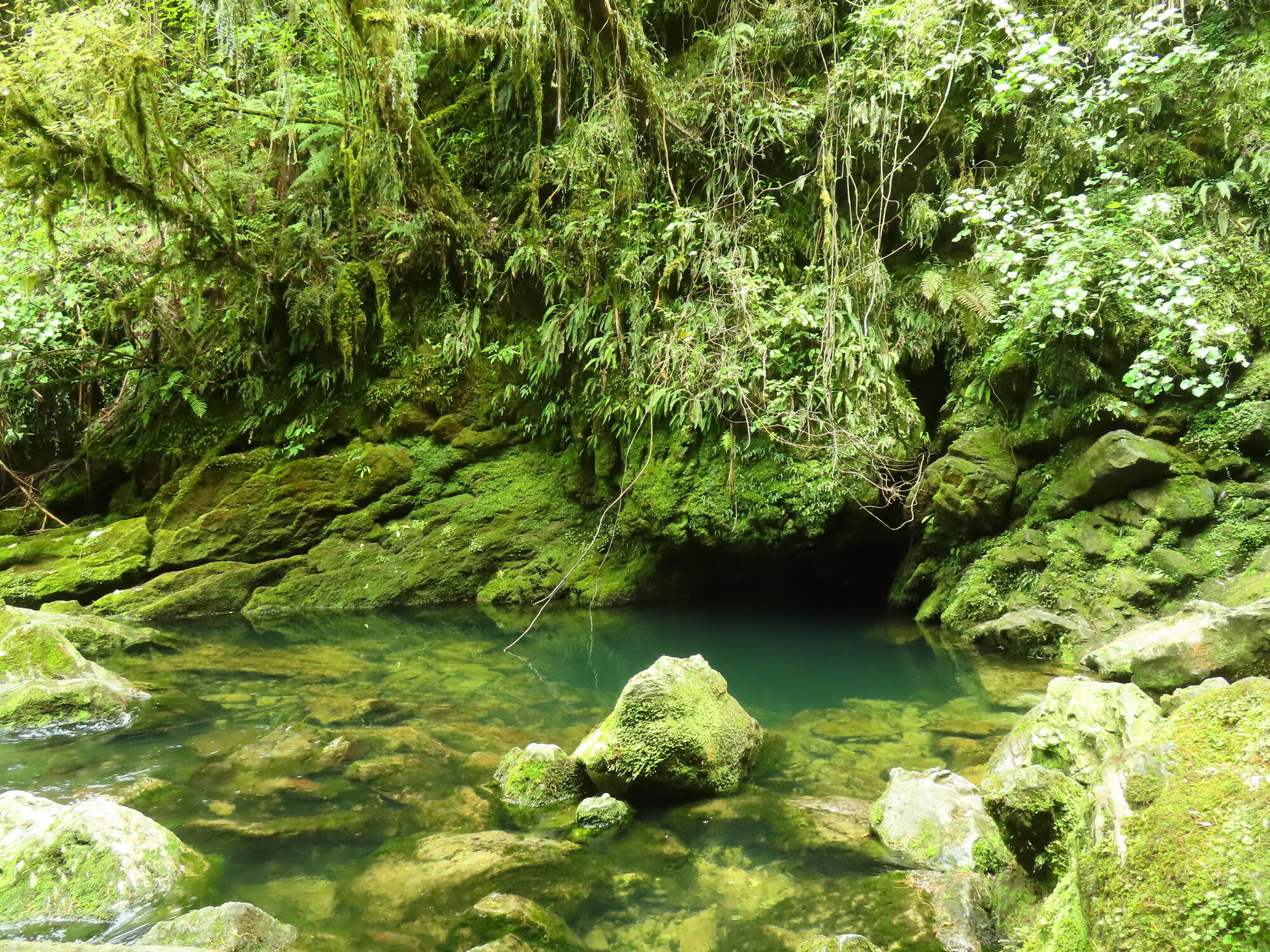 Riuwaka Resurgence (A natural phenomenon) in Riwaka, NZ 2026