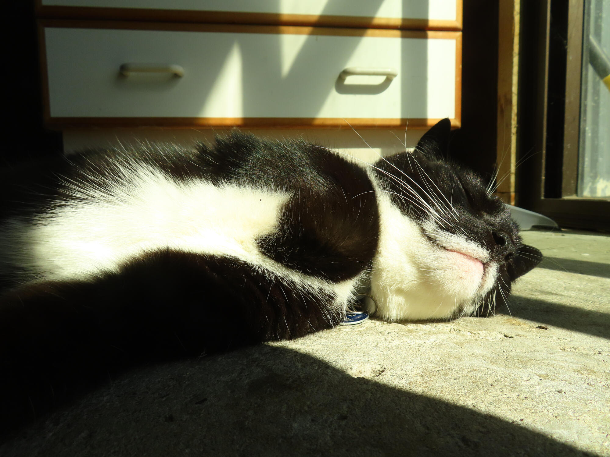 Titus (the 3-legged cat) sunbathing in Spencerville, NZ 2026