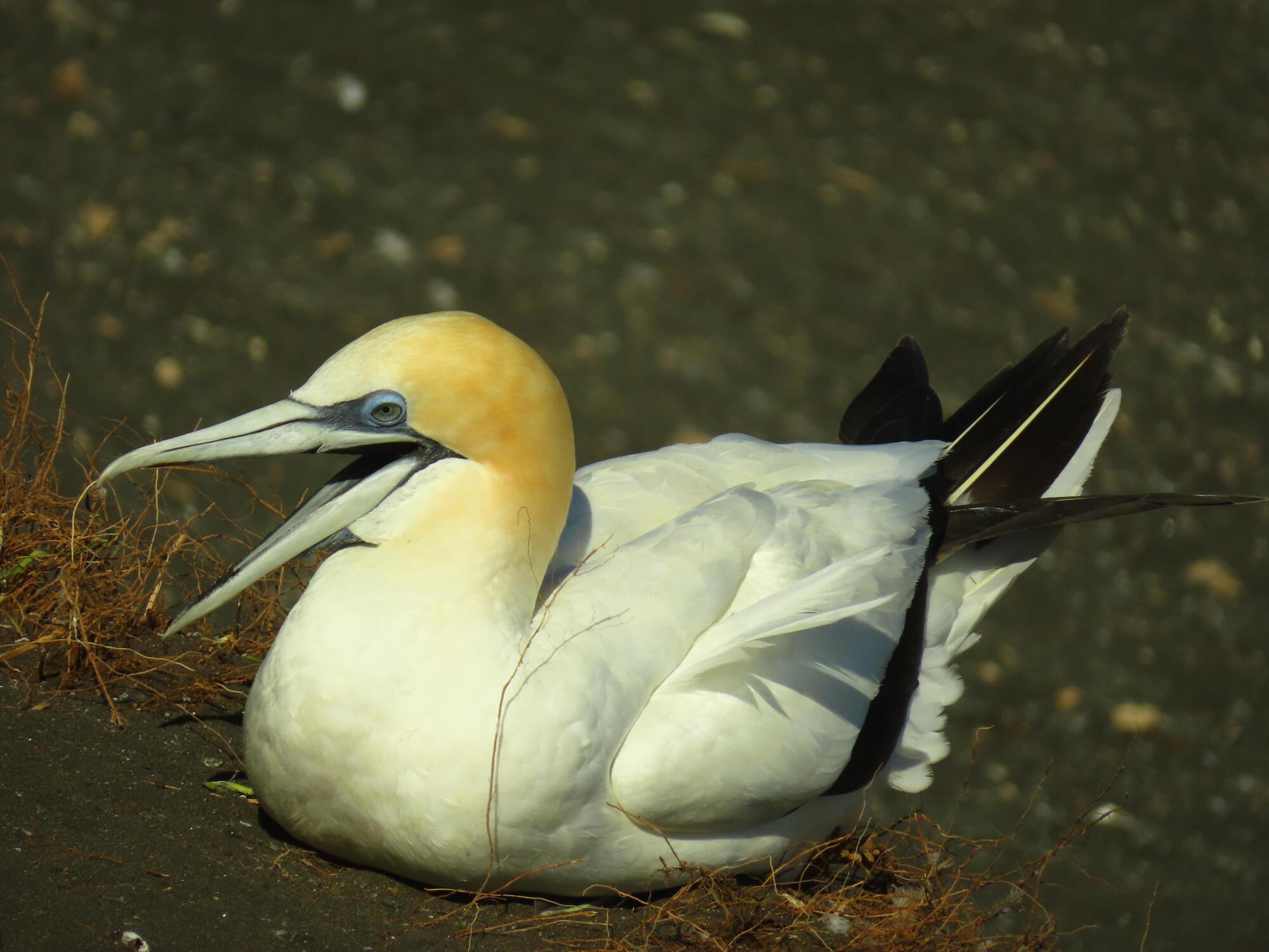 A squawking gannet in Muriwai, NZ 2026