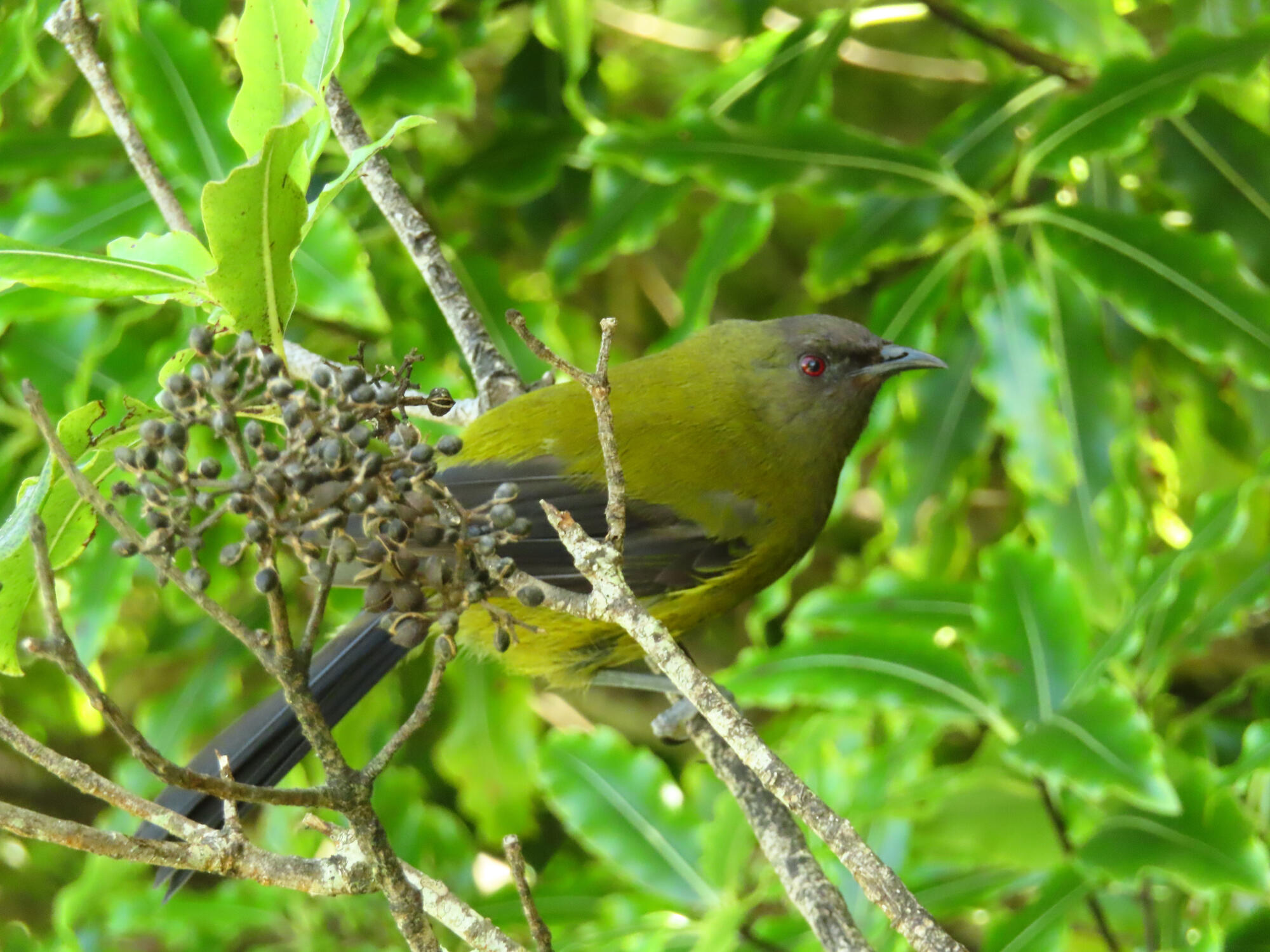 Korimako (Bellbird), New Zealand 2026