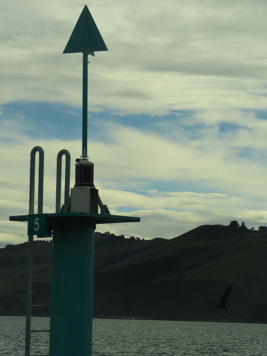 A flying shag near a harbor marker in Dunedin, NZ 2026